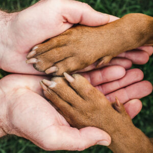 Sokak Hayvanları Desteği